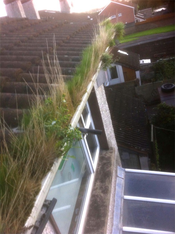 Before gutter cleaning by G M Window Cleaning Services, Cork, Ireland